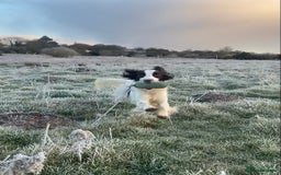 Sprocker dogs for sale: Beautiful F1 Sprocker Spaniel Puppies. in King's Lynn - Image 14