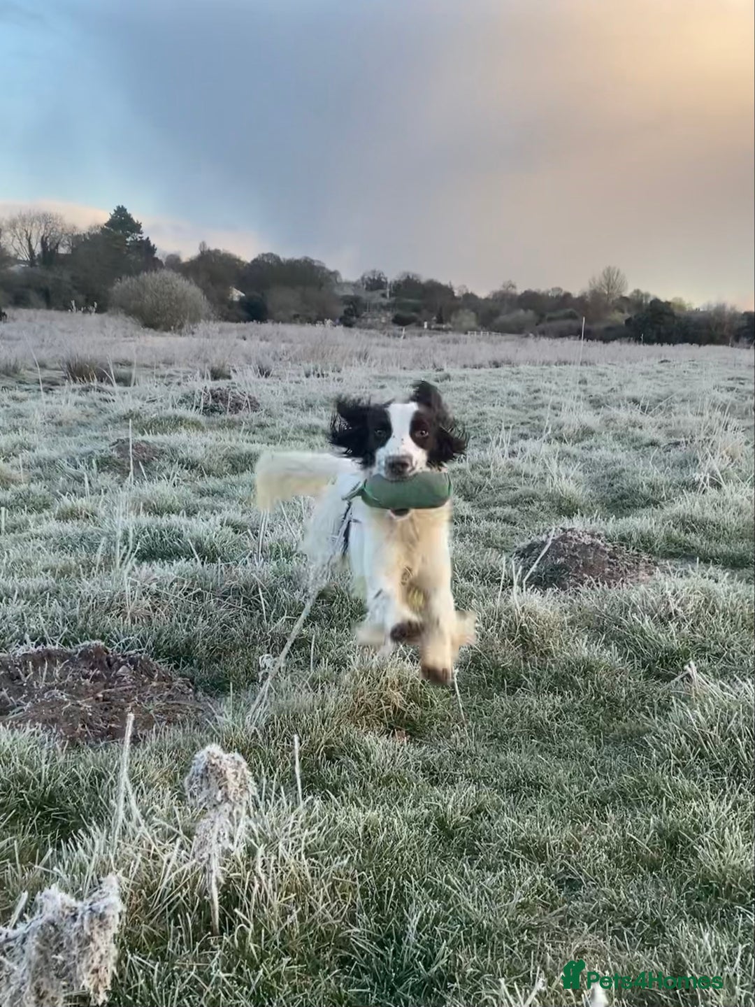 Sprocker dogs for sale: Beautiful F1 Sprocker Spaniel Puppies. in King's Lynn - Image 14