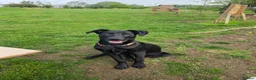 Mixed Breed dogs for sale: Ozzy – 1 Year Old Labrador x Lurcher in Blackwood - Advert 2