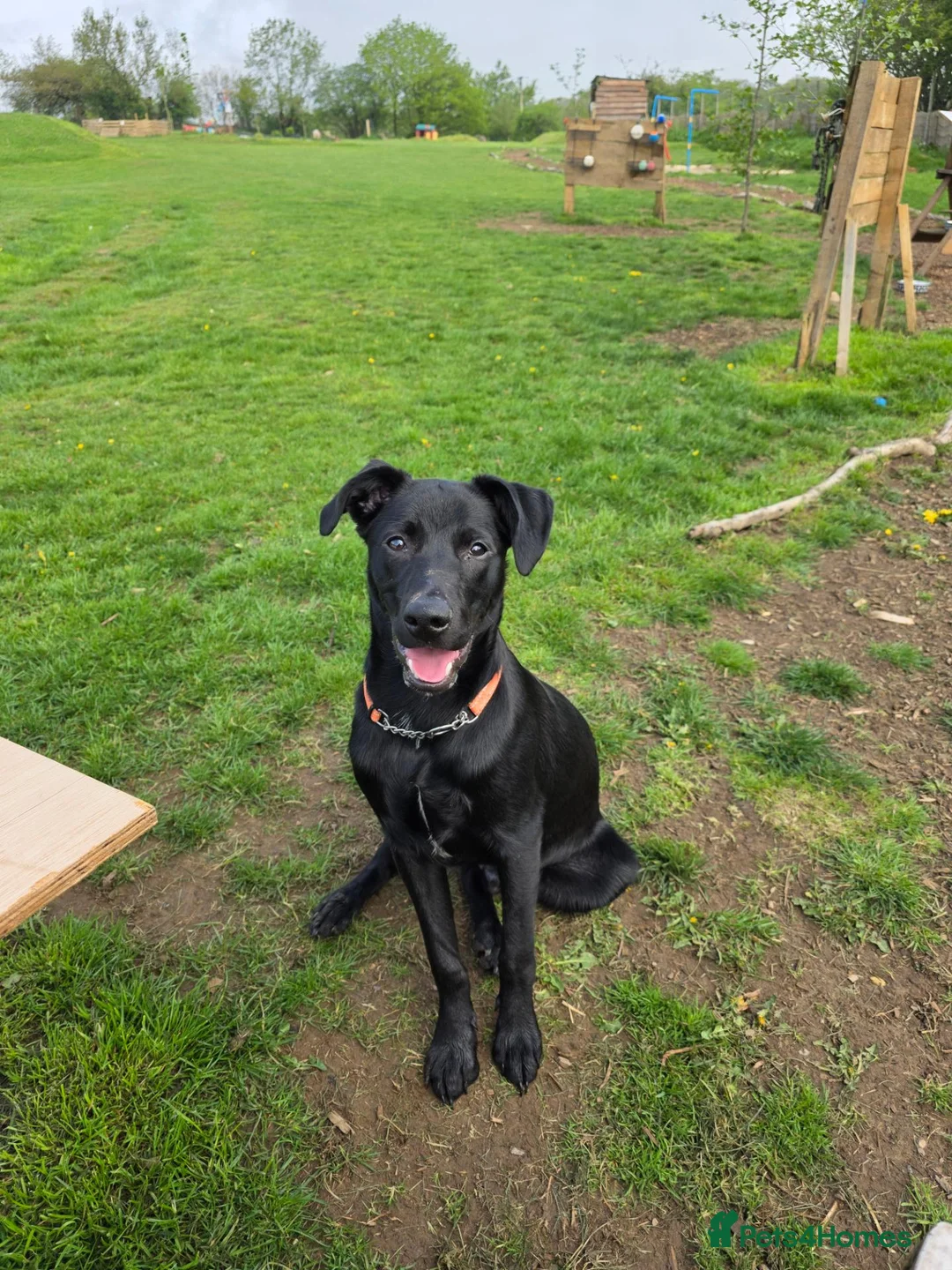 Mixed Breed dogs for sale: Ozzy – 1 Year Old Labrador x Lurcher in Blackwood - Advert 2