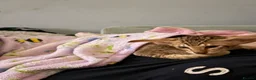 Oriental cats for sale: Gorgeous Oriental Kittens ready now - Advert 26