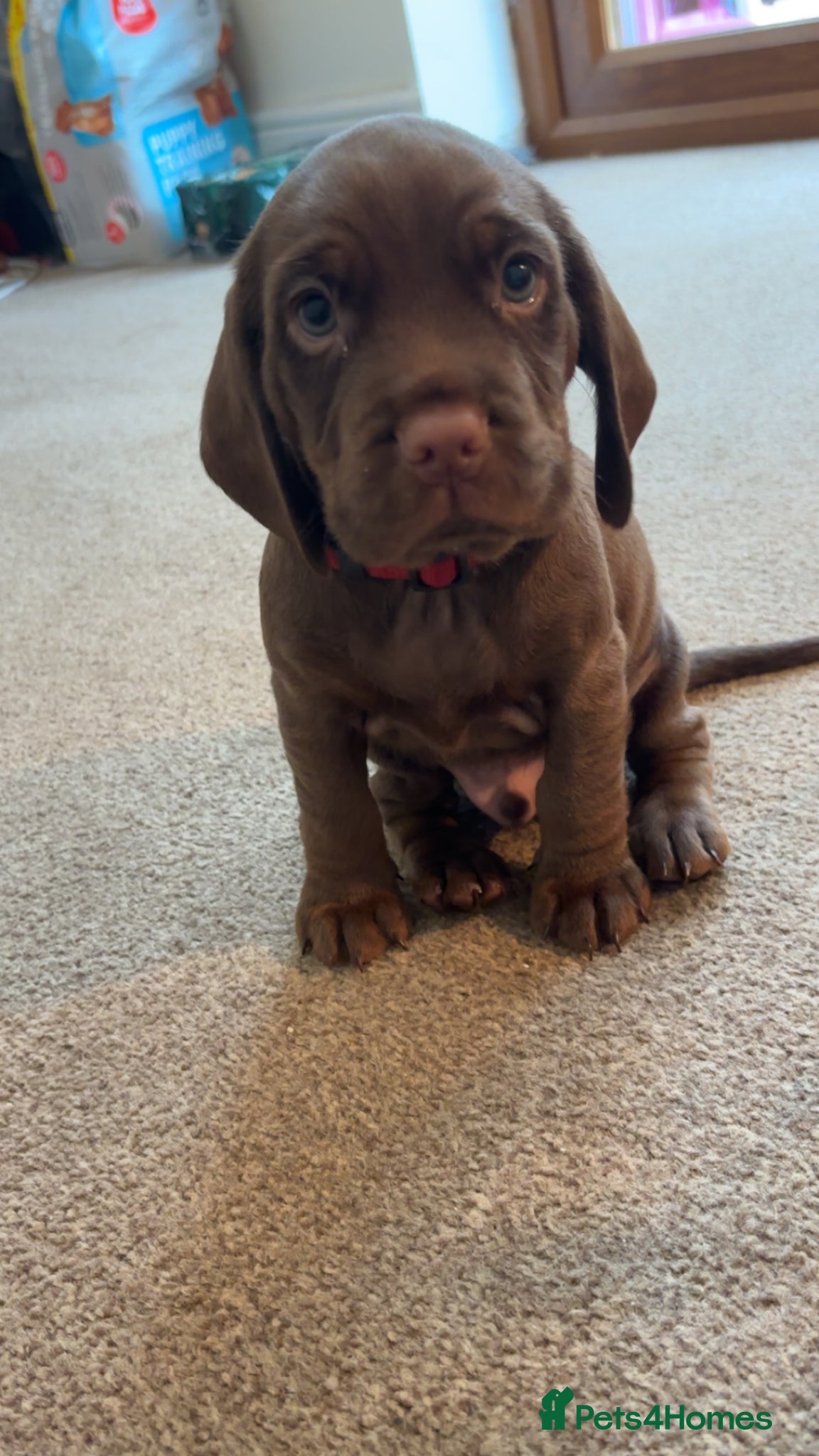 Mixed Breed dogs Cocker x Patterdale  - Advert 2