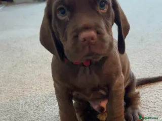 Mixed Breed dogs Cocker x Patterdale - Advert 2