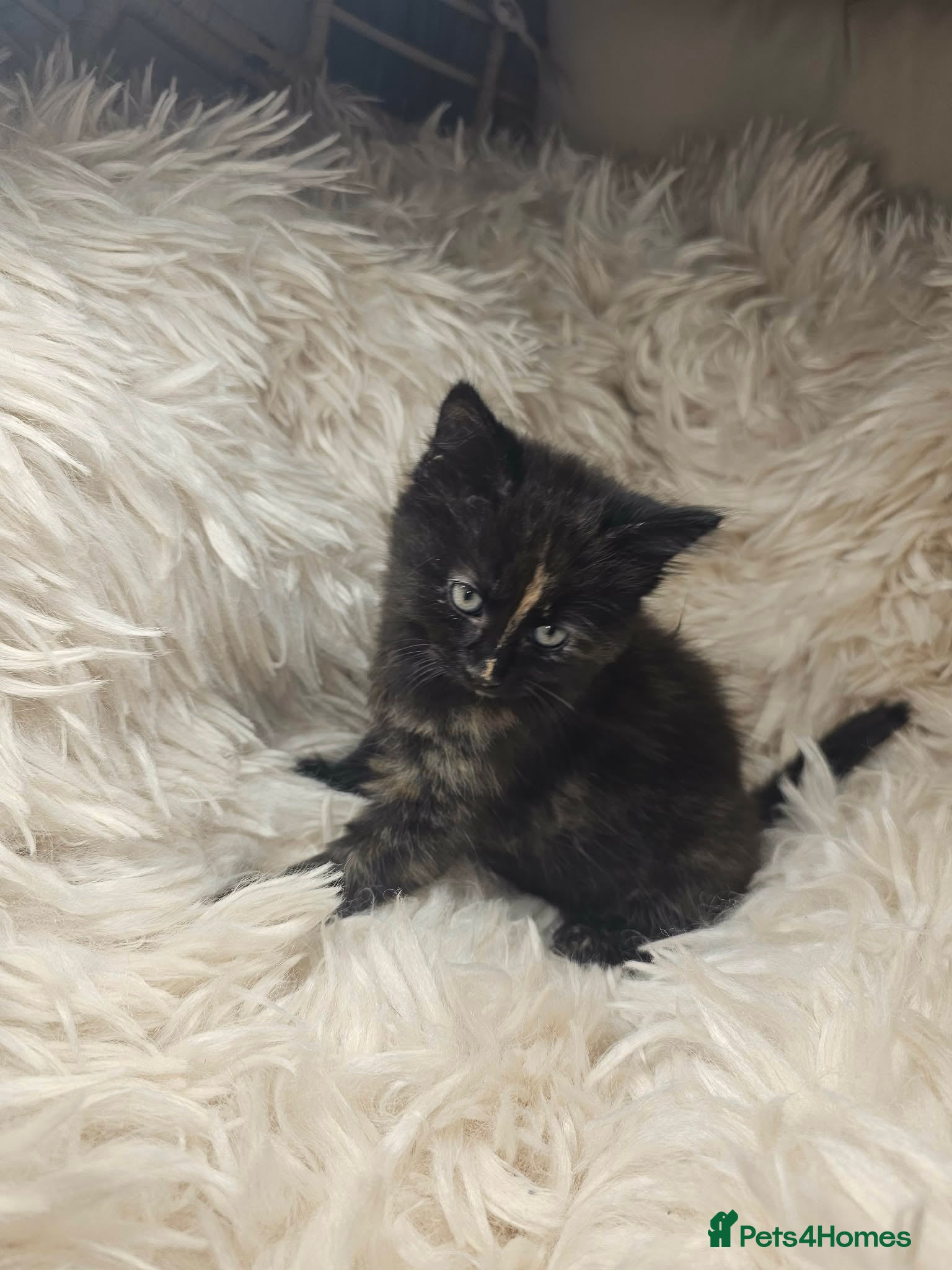 Mixed Breed cats One female kitten left - Advert 1