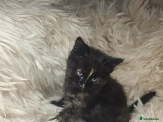 Mixed Breed cats One female kitten left - Advert 1