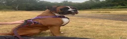 Boxer dogs for sale: Boxer girl looking for her forever home ❤️ - Advert 6