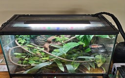 Gecko reptiles for sale: Crested gecko and setup - Image 6