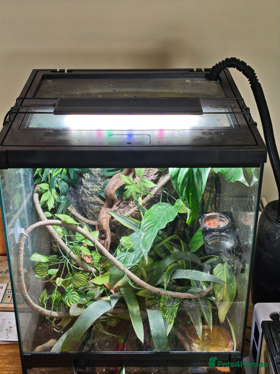 Gecko reptiles for sale: Crested gecko and setup - Image 6
