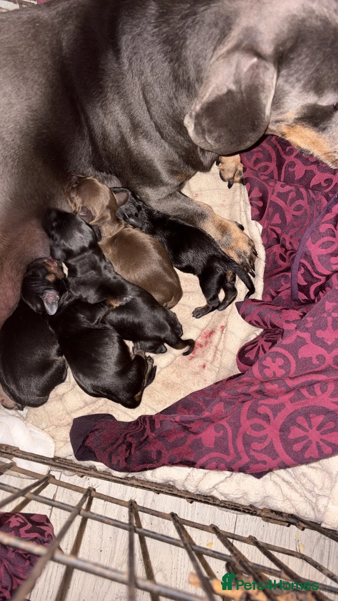 Dachshund dogs for sale: Beautiful dachshunds  - Advert 7