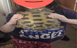 Tortoise reptiles for sale: Horsfield tortoise - Image 5