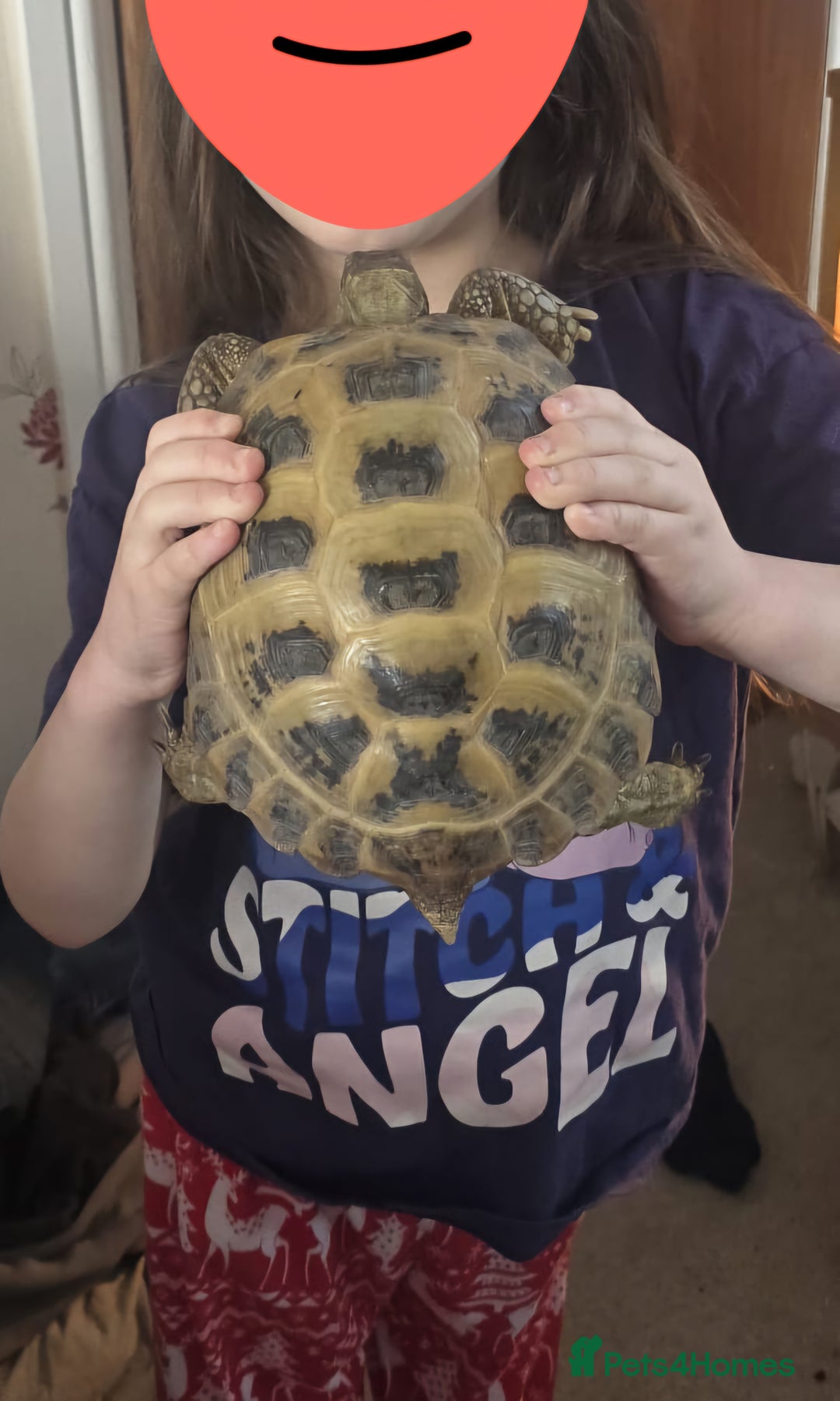Tortoise reptiles for sale: Horsfield tortoise - Image 5