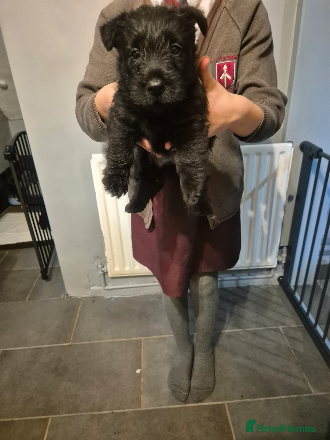 Scottish Terrier dogs for sale: Scottish terrier puppies  - Advert 7