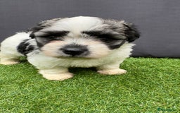 Morkie dogs for sale: Beautiful Maltese x Yorkie puppies  - Image 11