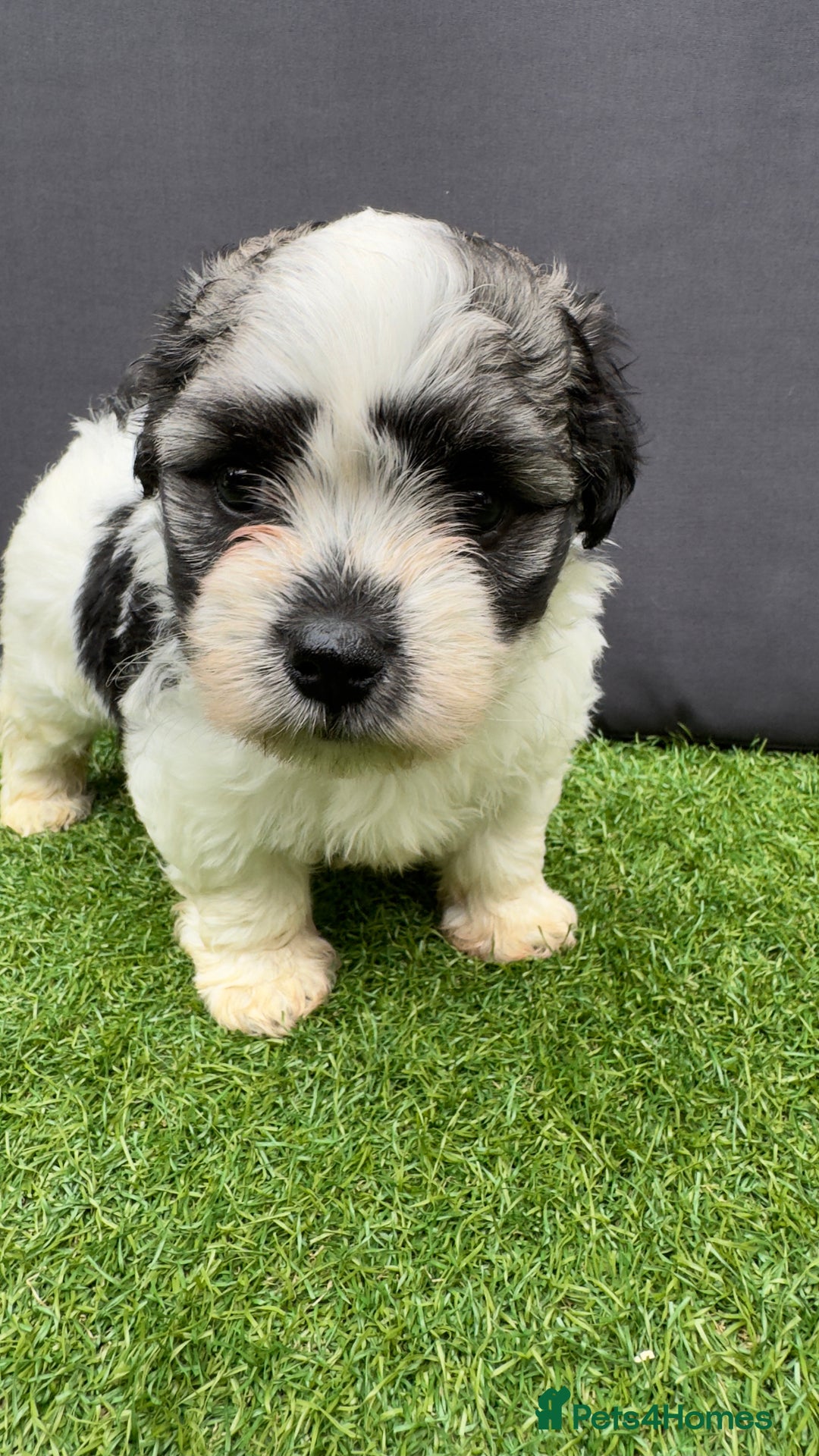 Morkie dogs for sale: Beautiful Maltese x Yorkie puppies  - Image 11