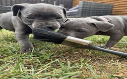 Staffordshire Bull Terrier dogs for sale: 💥READY TO LEAVE NOW 💥 PURE BLUE STAFFS PUPS🩵 in Barnsley - Image 31