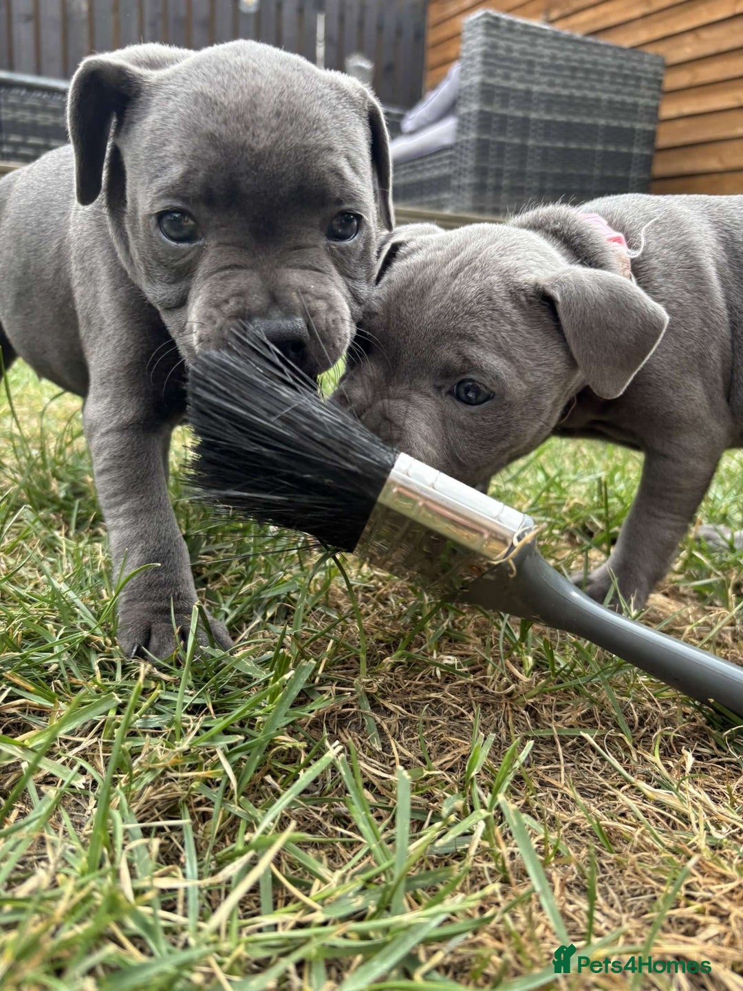 Staffordshire Bull Terrier dogs for sale: 💥READY TO LEAVE NOW 💥 PURE BLUE STAFFS PUPS🩵 in Barnsley - Image 31