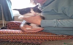 Mixed Breed cats for sale: Kittens - Image 12