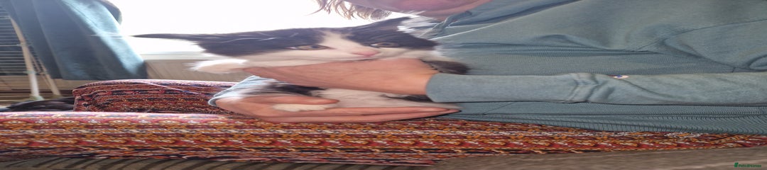 Mixed Breed Kitten 4