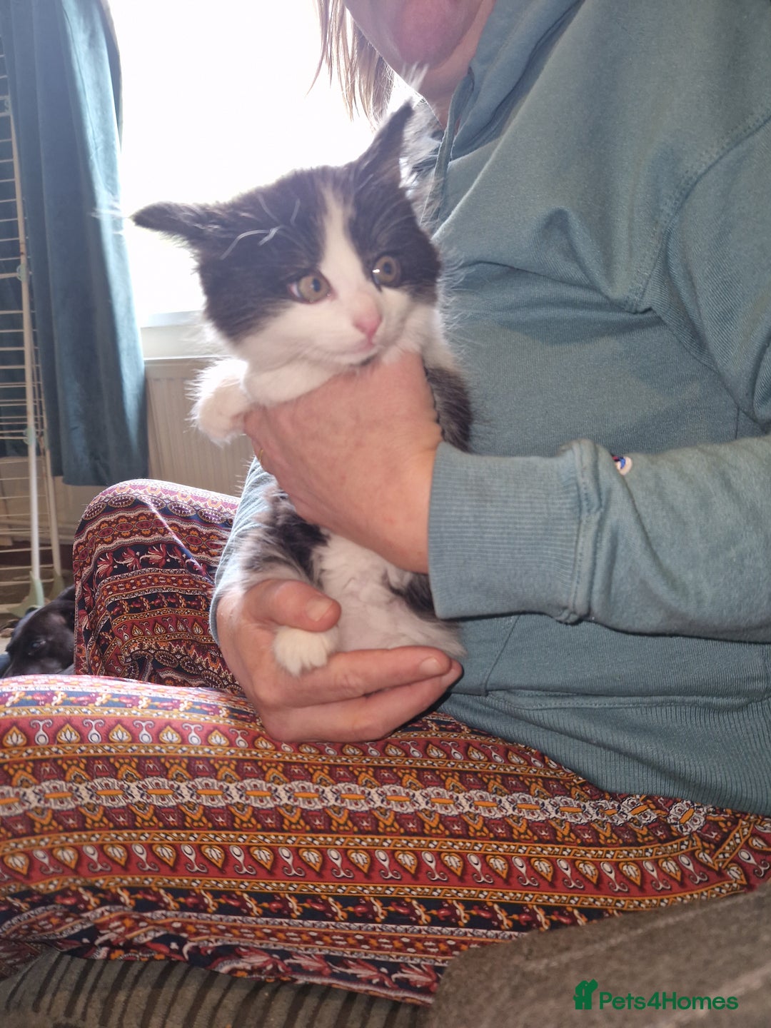 Mixed Breed cats for sale: Kittens - Image 12