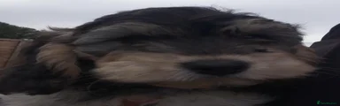 Cockapoo 1