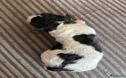 Jackapoo dogs for sale: @@GORGEOUS JACKAPOO PUPPIES@@ - Image 6