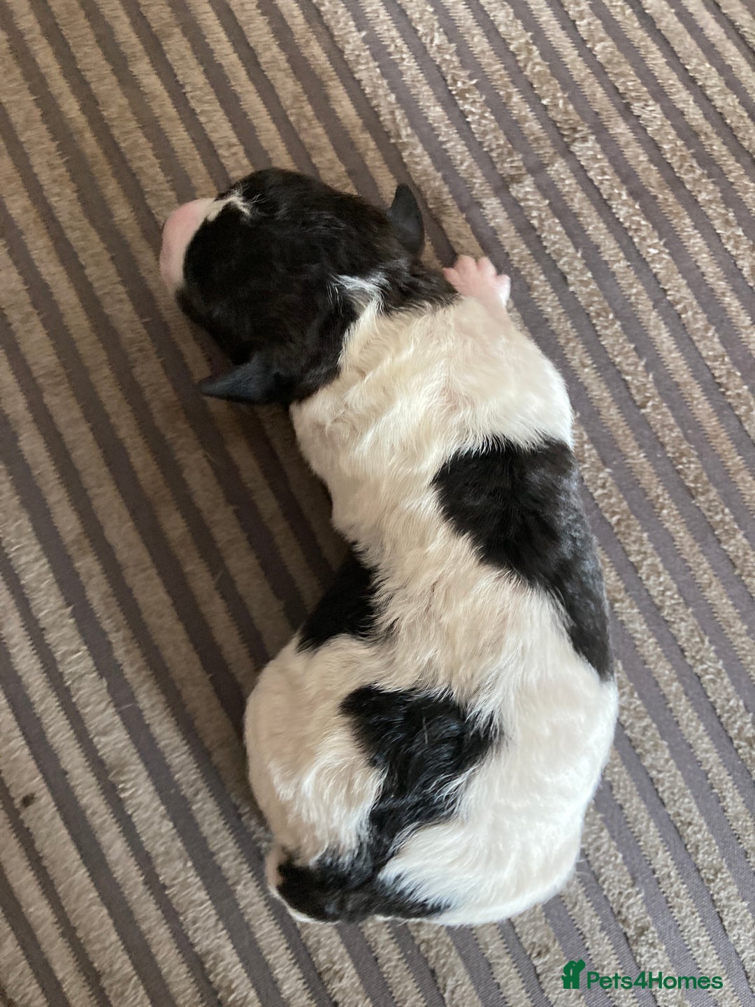 Jackapoo dogs for sale: @@GORGEOUS JACKAPOO PUPPIES@@ - Image 6