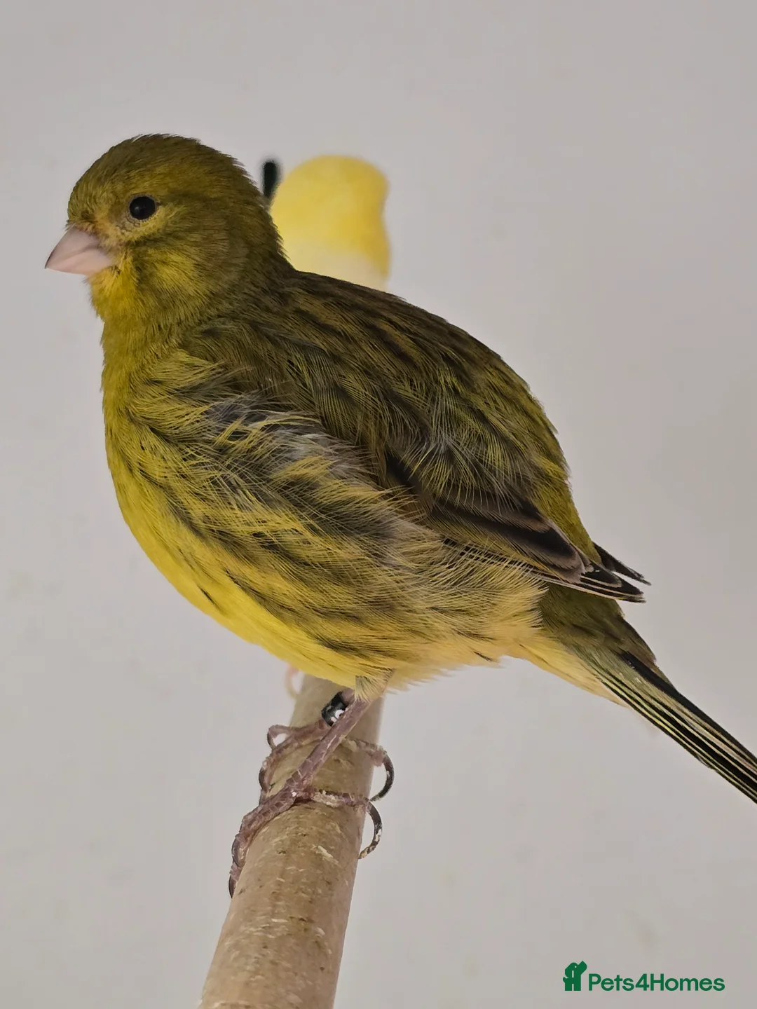 Canaries birds for sale: Stunning Fife & Gloster Canaries (pet or breeding) - Advert 2