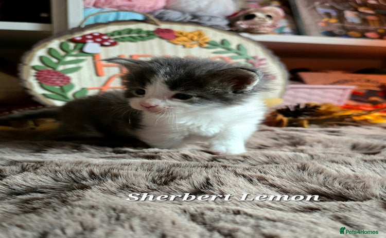 Maine Coon cats - Advert 11