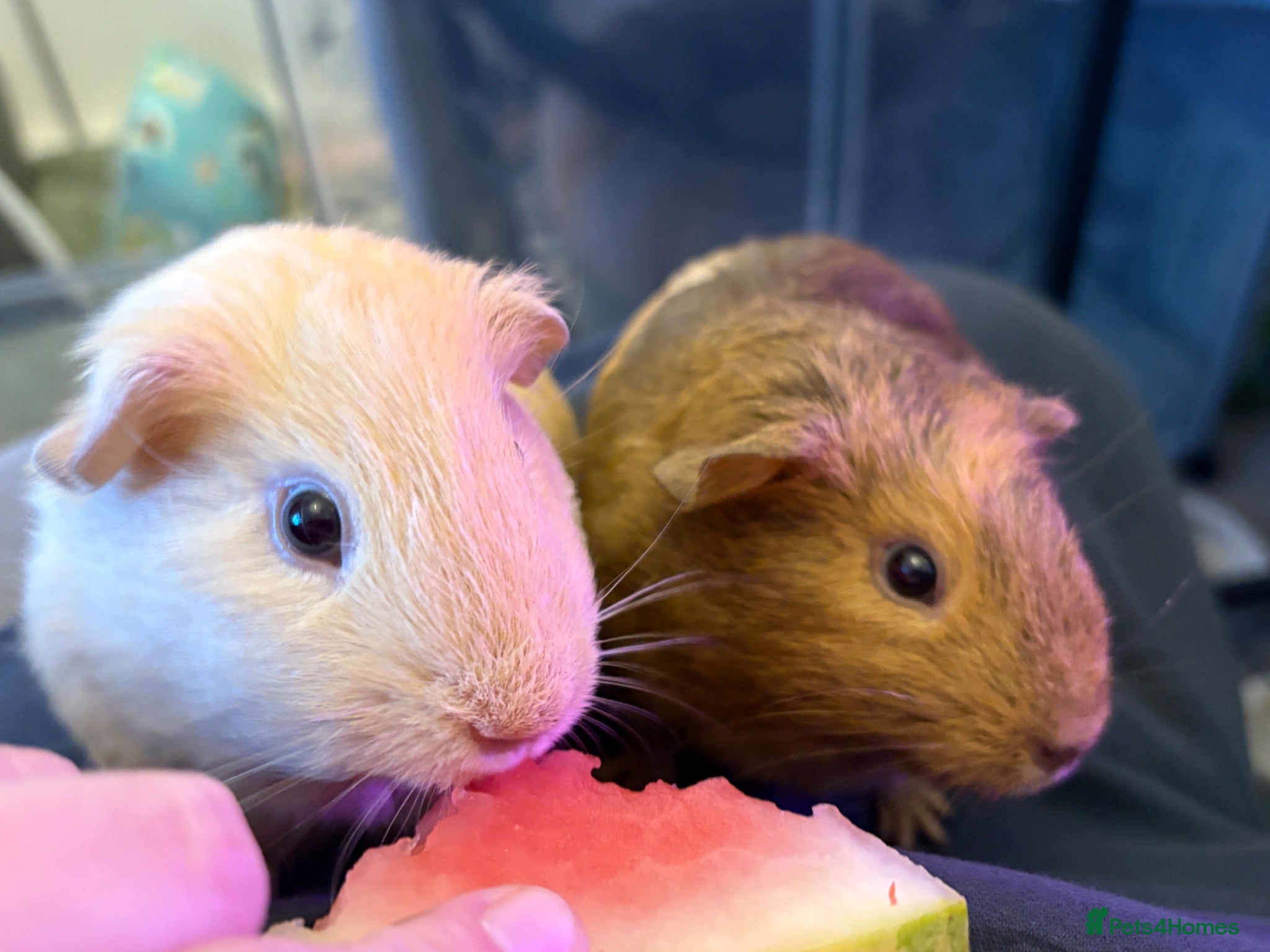 Guinea Pig rodents 2x male Guinea Pigs  - Advert 1