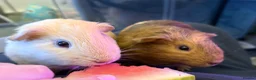 Guinea Pig rodents for sale: 2x male Guinea Pigs  - Advert 1