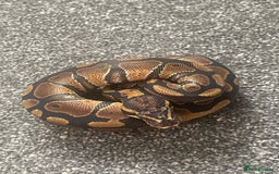 Python Snake reptiles for sale: Albino & 66% Het Pied Royal Python (Ball Python) - Image 4