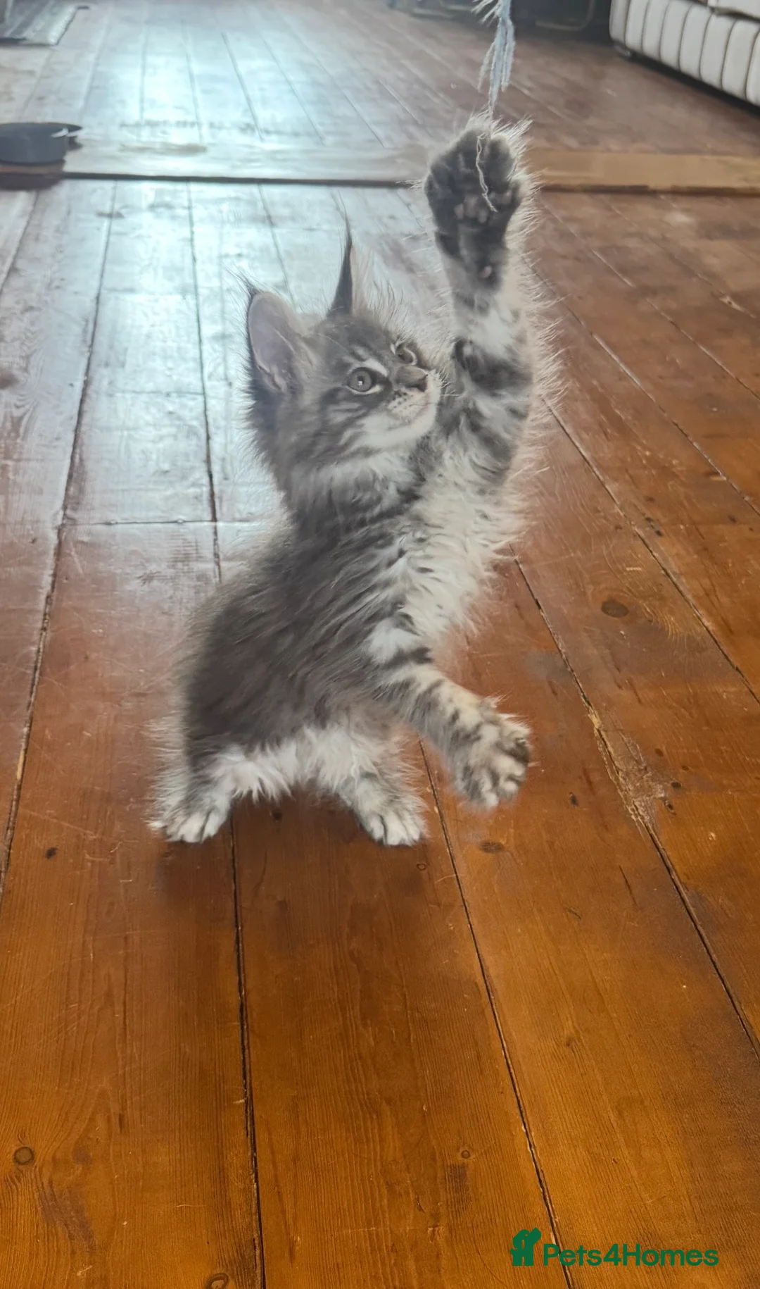 Maine Coon cats for sale: 2 Maine coon TICA reg females✨ - Advert 6