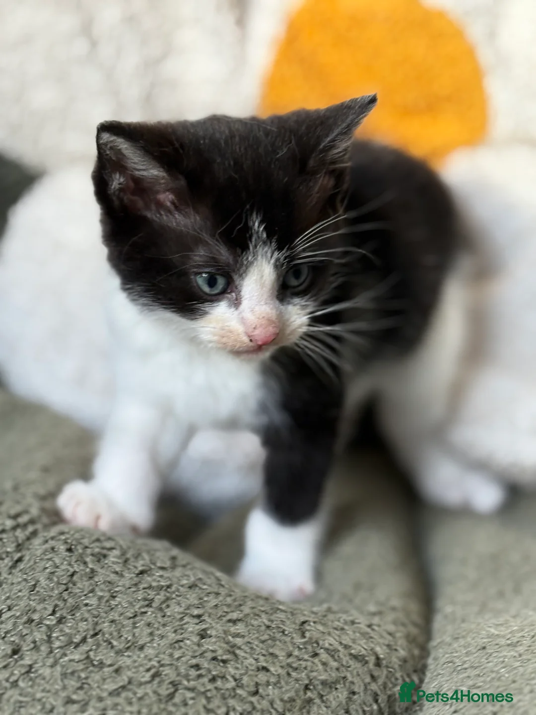 Mixed Breed cats for sale: 4 playful kittens 💌🐈‍⬛ in Merthyr Tydfil - Advert 9