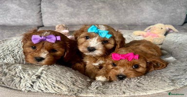 Cavapoo dogs - Advert 3