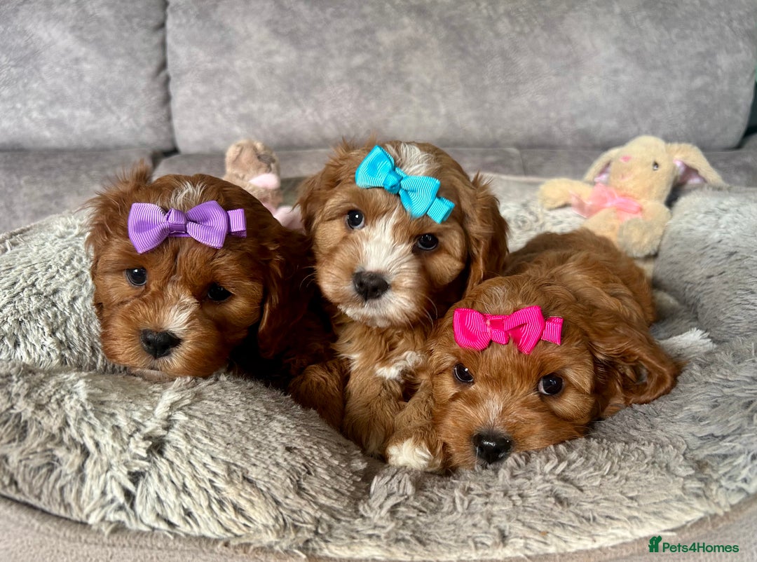 Cavapoo dogs for sale: Beautiful F1 Health Tested Red Cavapoo Puppies  - Image 2