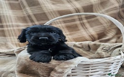 Cocker Spaniel dogs for sale: KC Registered Working Cocker Spaniel Pups - Image 7
