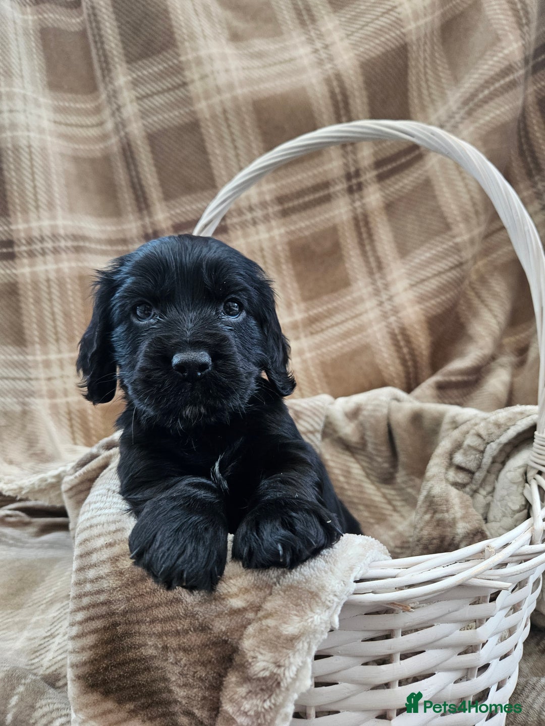 Cocker Spaniel dogs for sale: KC Registered Working Cocker Spaniel Pups - Image 7