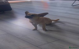 Mixed Breed dogs for sale: Chicko  - Image 2