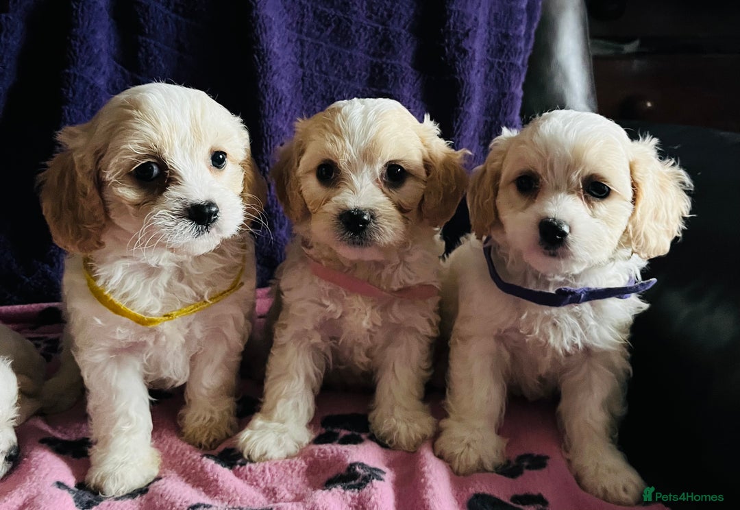 Cavachon dogs for sale: Cute Cavachon puppies  - Image 12
