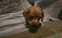 Cocker Spaniel dogs for sale: Two boys cocker spaniel  - Image 4
