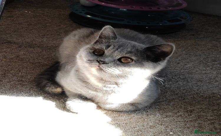 British Shorthair cats - Advert 9
