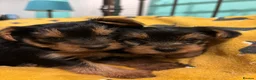 Yorkshire Terrier dogs for sale: X4 Stunning Minature Yorkshire terrier puppies  - Advert 28