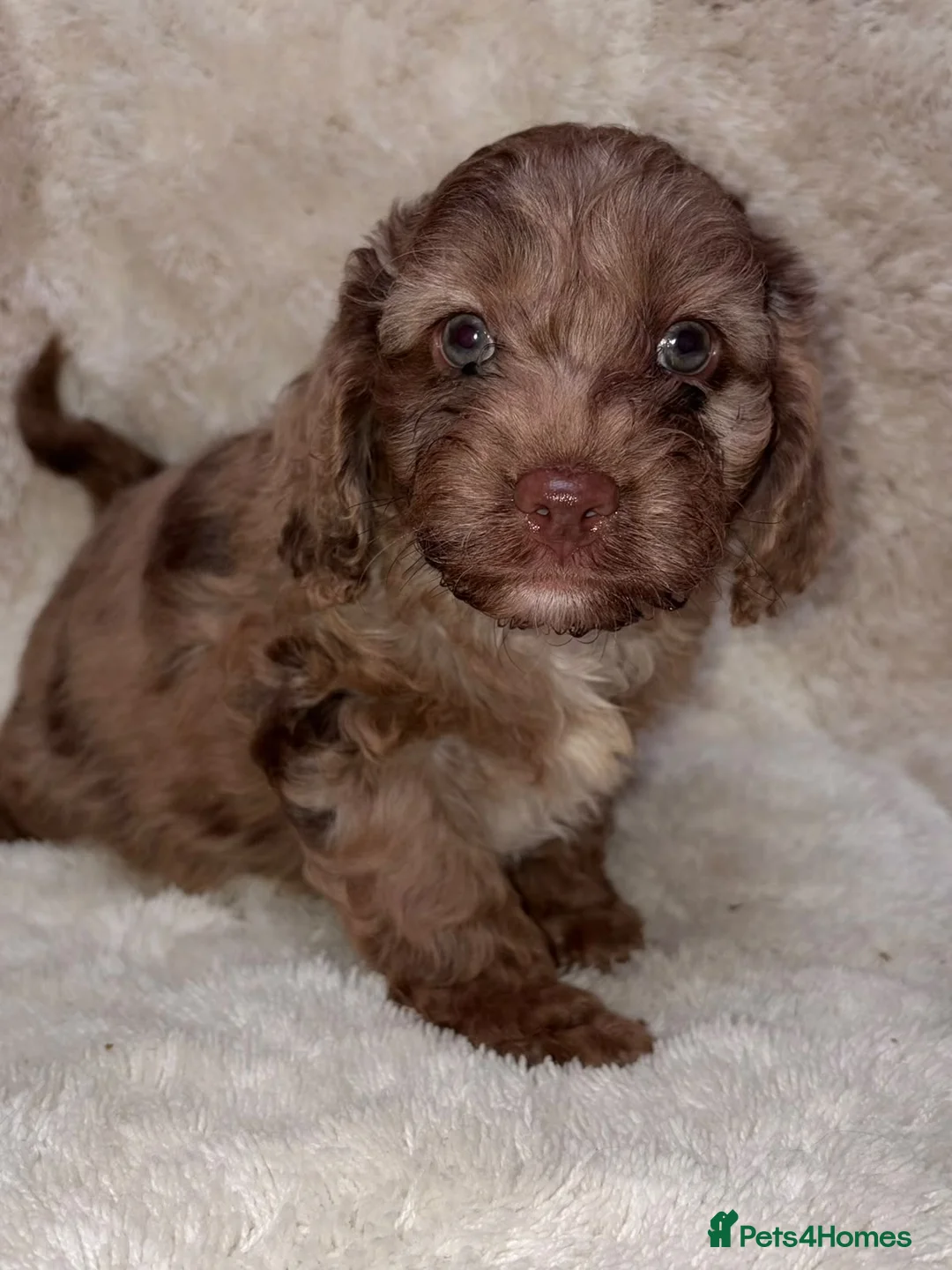 Cockapoo dogs for sale: F1 Cockapoo Puppies  in Seaham - Advert 2