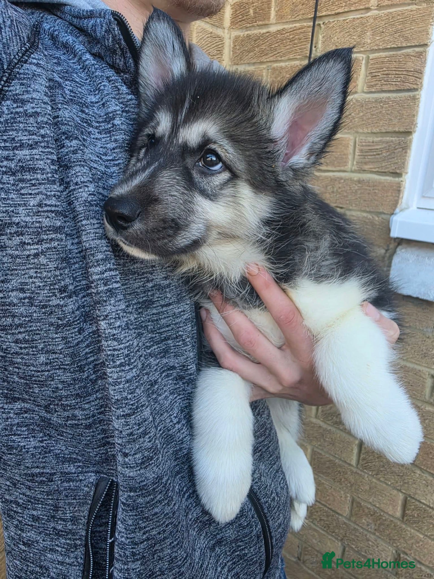 Mixed Breed dogs Beautiful male Collie x Husky x Shepherd Puppy - Advert 2