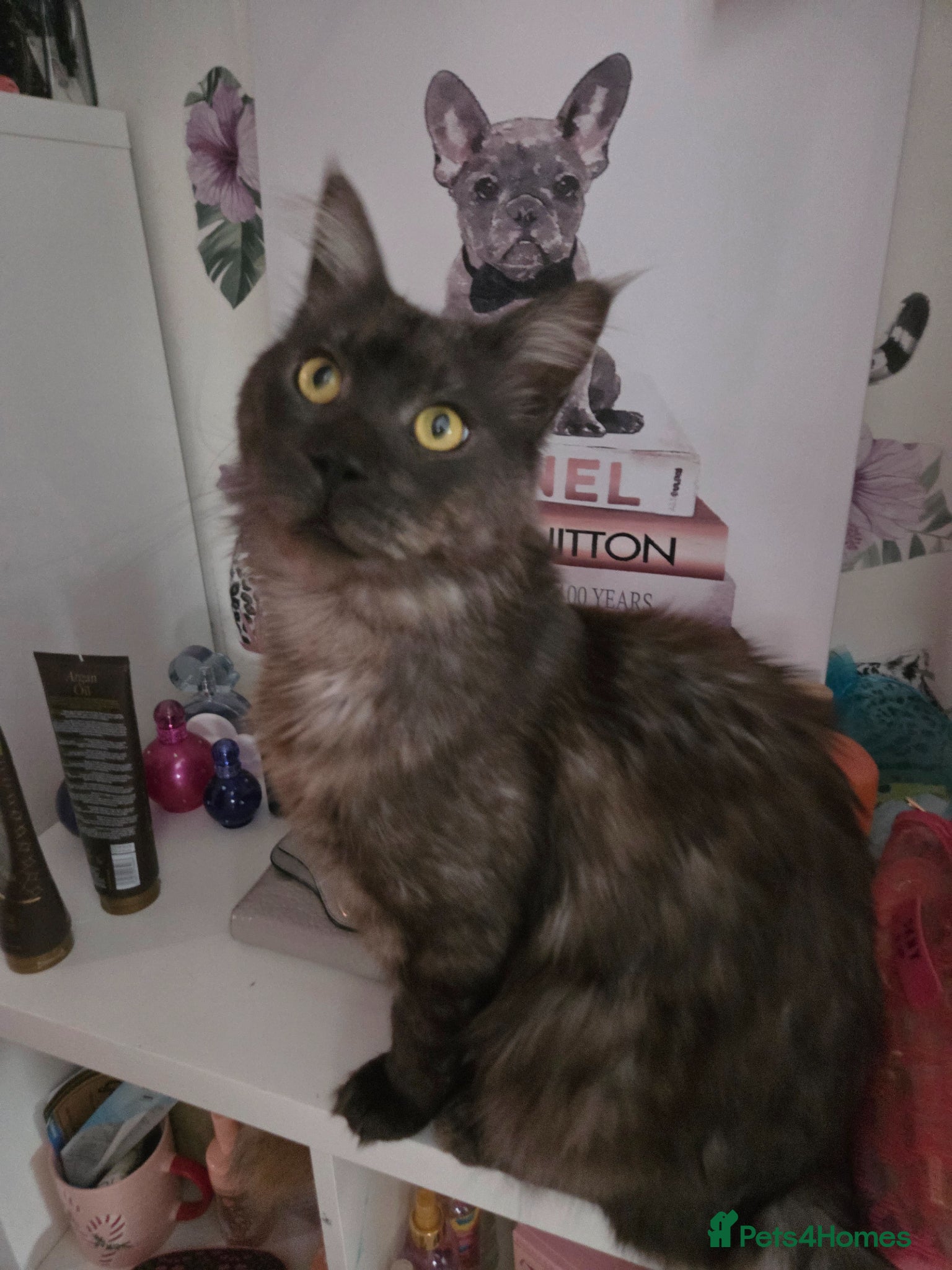 Mixed Breed cats for sale: Stunning kittens British shorthair  x maine coon - Advert 2