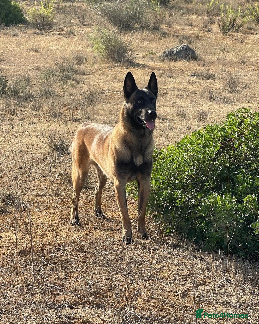 Belgian Shepherd Dog dogs for sale: Belgian Malinois is due before 5th of January - Advert 13