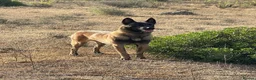 Belgian Shepherd Dog dogs for sale: KC Registered Belgian Malinois - Advert 5