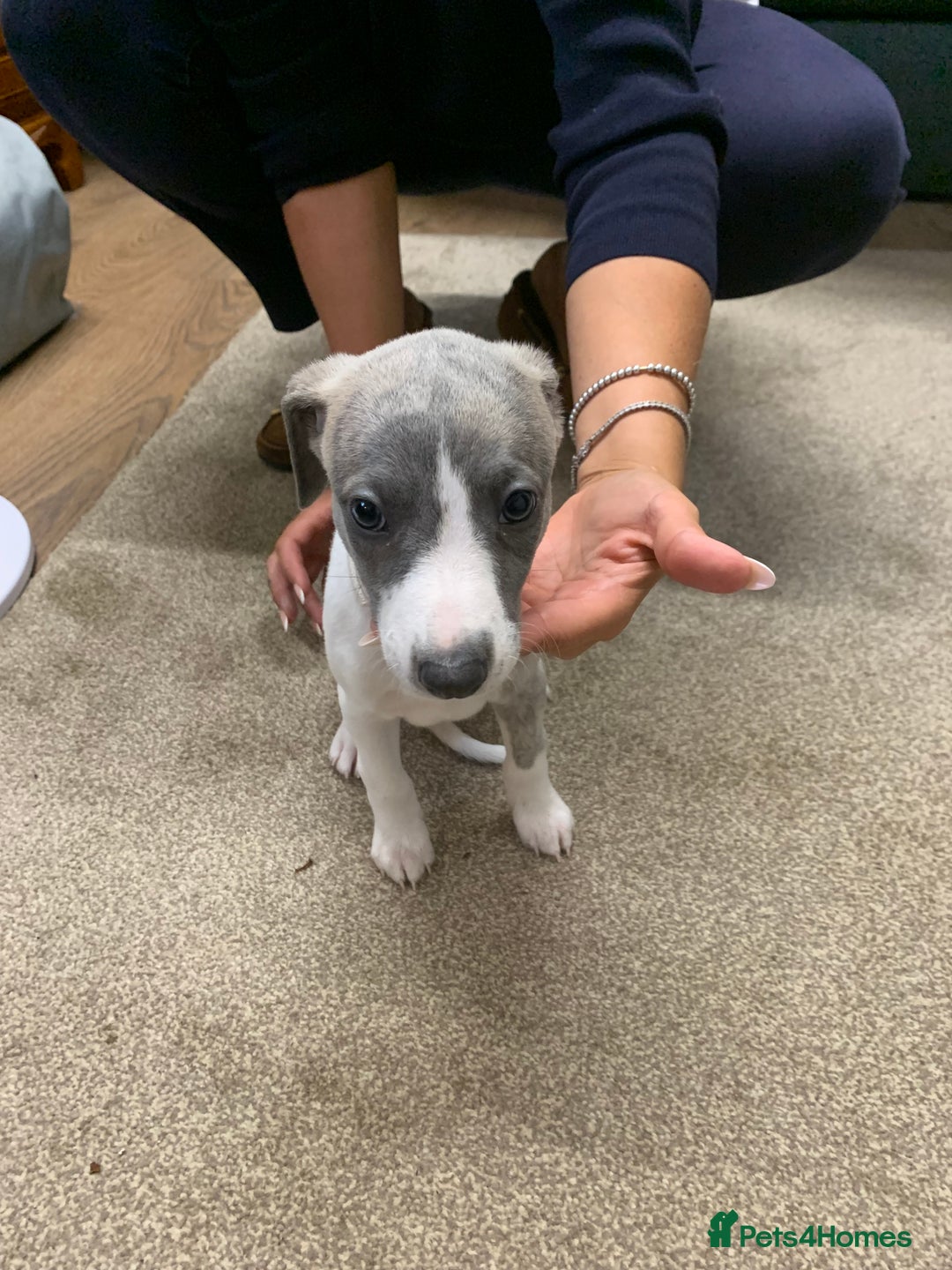 Whippet dogs for sale: Beautiful K.C Registered Whippet pups for sale  - Image 9