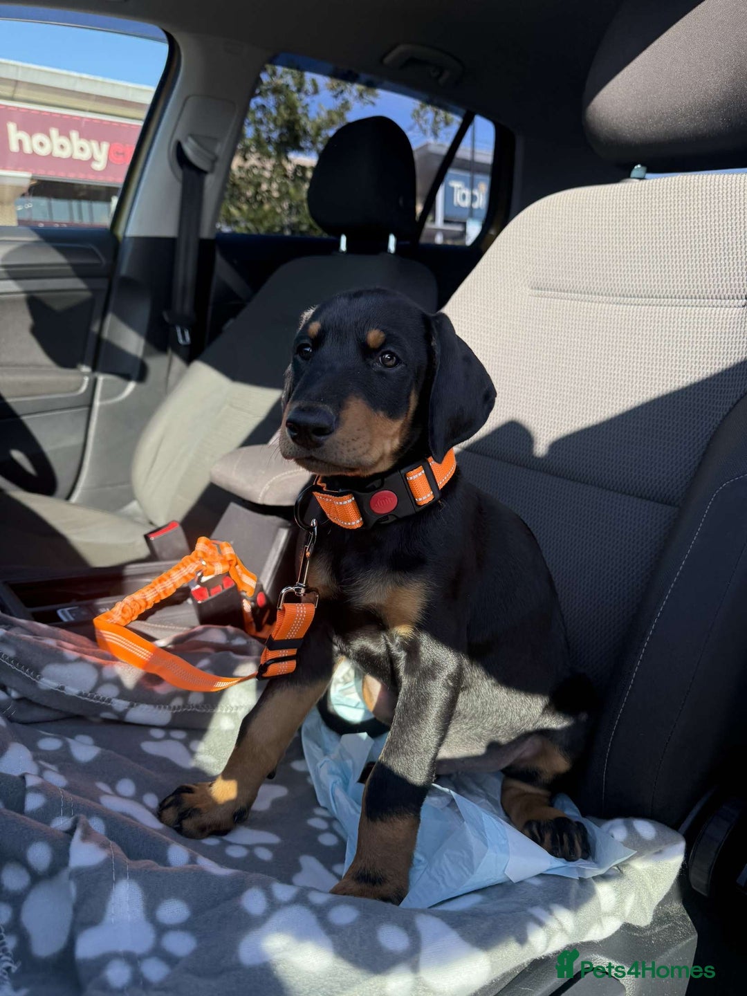 Dobermann dogs for sale: Doberman puppies  - Image 1