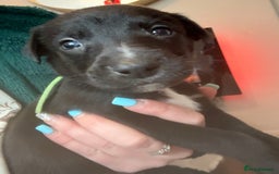 Mixed Breed dogs for sale: Beautiful whippet cross labrador(collie) puppies  - Image 9